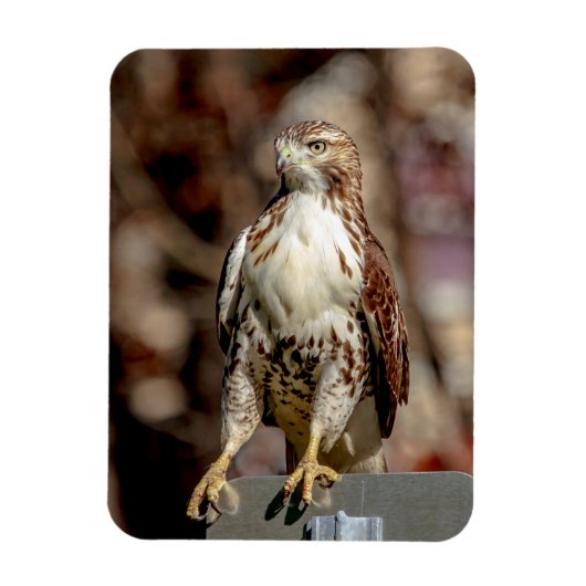 Onvolgroeide Rode Tailed Hawk Magneet (Verticaal)