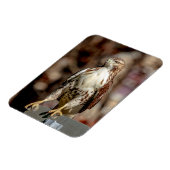 Onvolgroeide Rode Tailed Hawk Magneet (Linkerzijde)