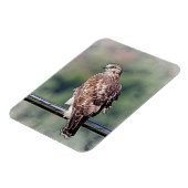 Onvolgroeide Rode Tailed Hawk Magneet (Linkerzijde)