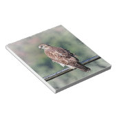 Onvolgroeide Rode Tailed Hawk Notitieblok (Schuin)