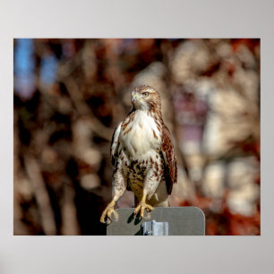 Onvolgroeide Rode Tailed Hawk Poster