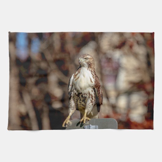 Onvolgroeide Rode Tailed Hawk Theedoek (Horizontaal)