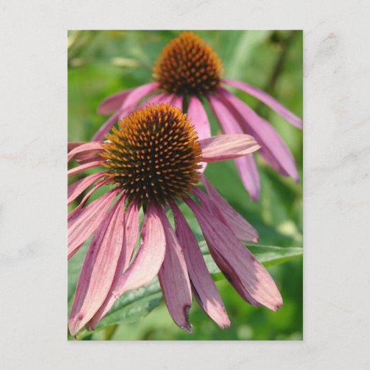 Onvolmaaktheid Briefkaart (Voorkant)