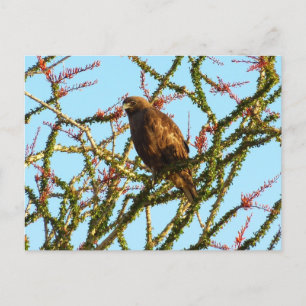 Onvolwassen Roodstaartbuizerd in Ocotillo struik Briefkaart