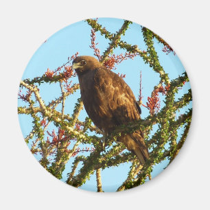 Onvolwassen Roodstaartbuizerd in Ocotillo struik Magneet