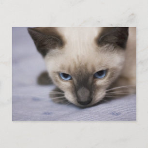 Onweerstaanbaar Blauw Briefkaart