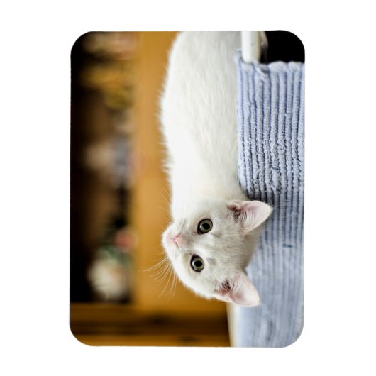 Onweerstaanbaar.knuffelbare en liefdevolle katje magneet (Verticaal)