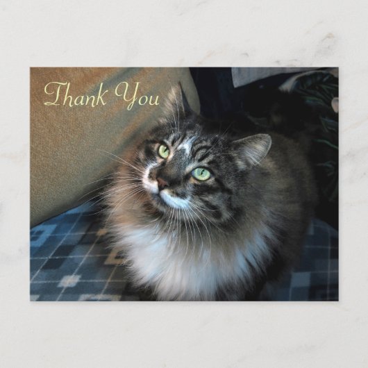 Onweerstaanbare Cat Zorro Bedankt Briefkaart (Voorkant)