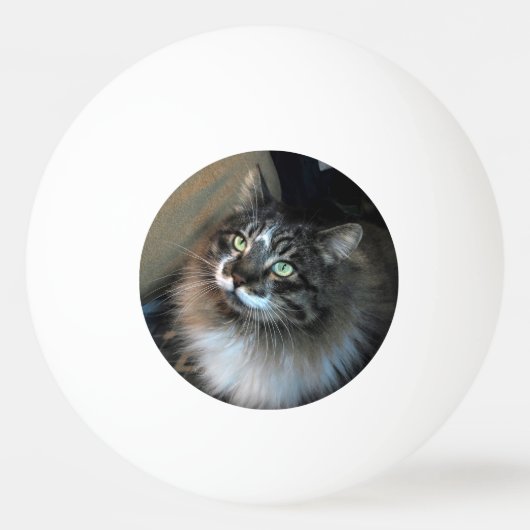 Onweerstaanbare kat Zorro Three Star Ping Ball (Achterkant)