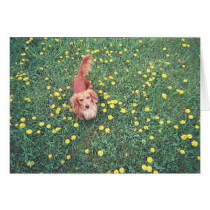 ONZE DACHSHUND-DUBLIN-DE GRAS "IS"GROENER OP DE