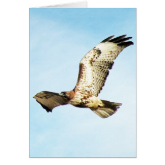 "Onze grootste glorie. ." Red-Tailed Hawk in vluc