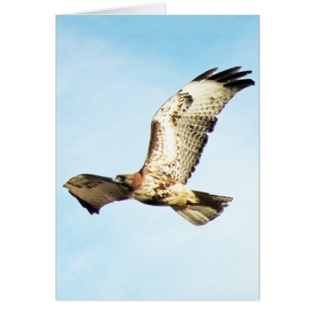 "Onze grootste glorie.  ." Red-Tailed Hawk in vluc (Voorkant)