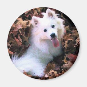 Onze hond Wiess die ik fotografeerde. Magneet