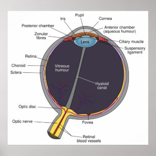 Oog-anatomie-Poster Poster