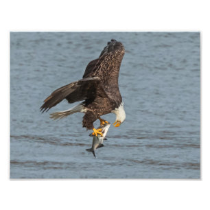oog om te oogsten foto afdruk