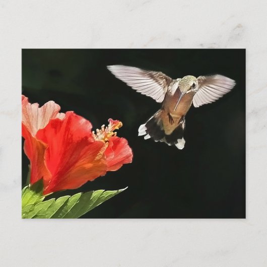 Oog op de prijs briefkaart (Voorkant)