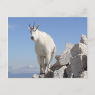 Oog op jou briefkaart