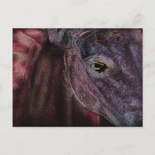 Oog van de houder - Postkaart (Voorkant)