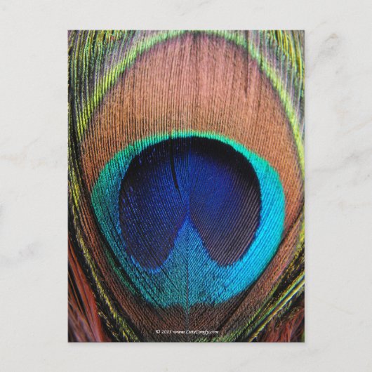 Oog van de Peacock-doezelssluiting Briefkaart (Voorkant)