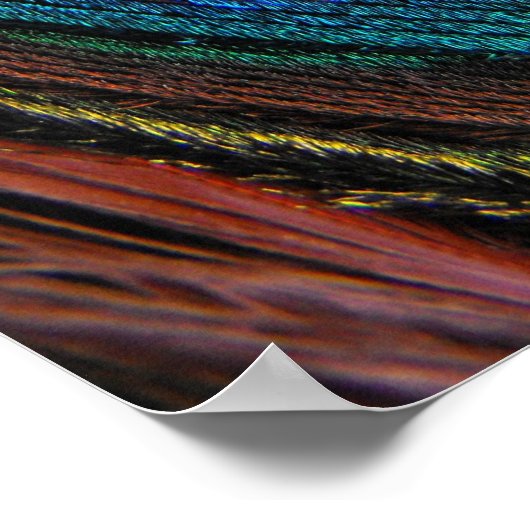 Oog van de Peacock-doezelssluiting Poster (Hoek)