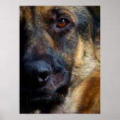 Oog van de Prints van Shepherd Fine Art (Voorkant)