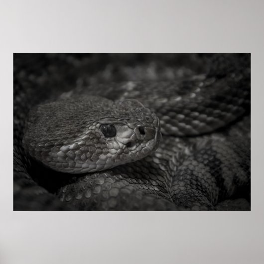 oog van de slang poster (Voorkant)
