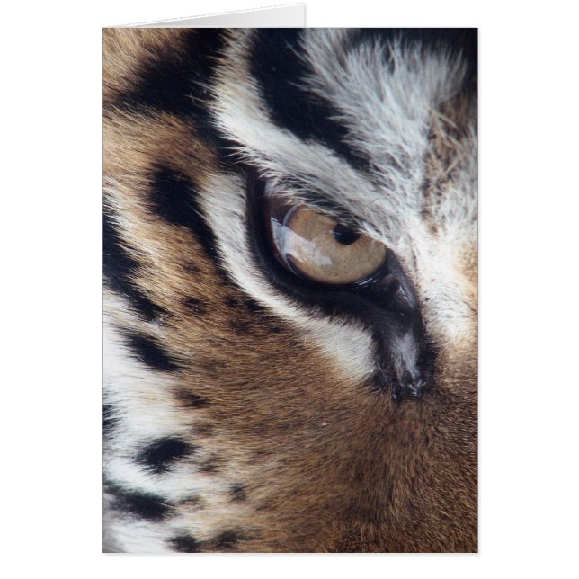 Oog van een tijger (Voorkant)