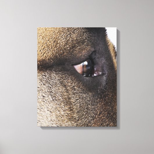 Oog van Grote Deen Canvas Afdruk (Voorkant)