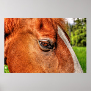 Oog van kastanje Gelding Horse Equine Foto 2 Poster