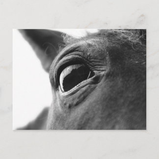 Oog van pony 1 briefkaart