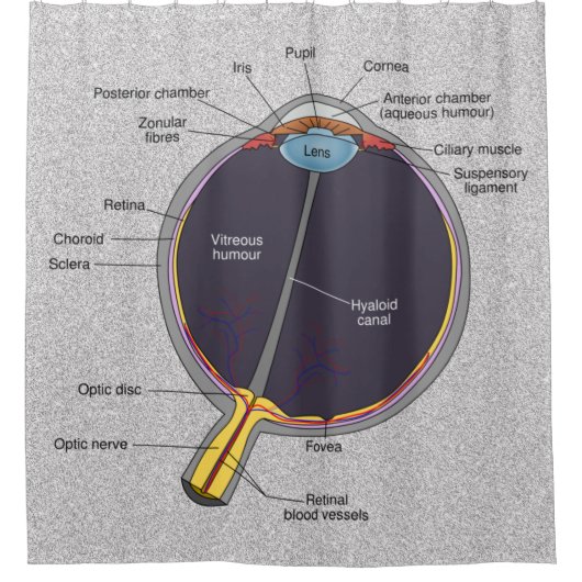 ooganatomie douchegordijn (Voorkant)