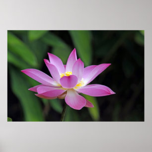 Oogbloem met Lotus Flower Blossom Poster