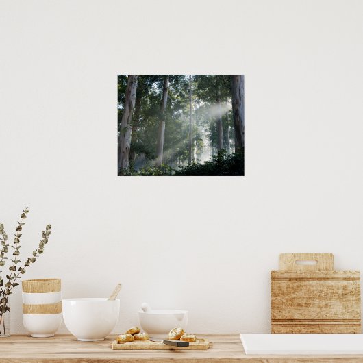 Oogbomen (Eucalyptus) in het regenwoud Tokai Poster (Keuken)