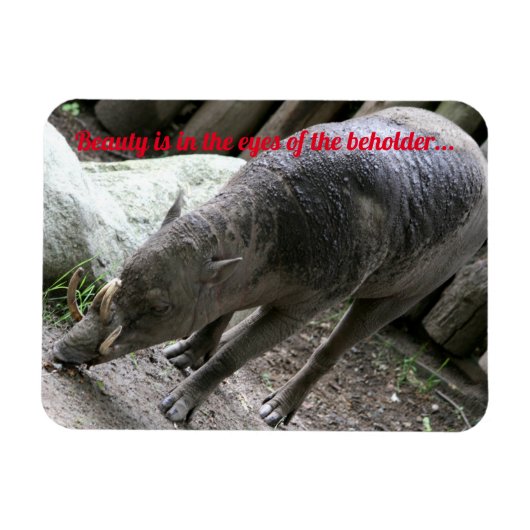 Oogdieren, Babirusa Magneet (Horizontaal)