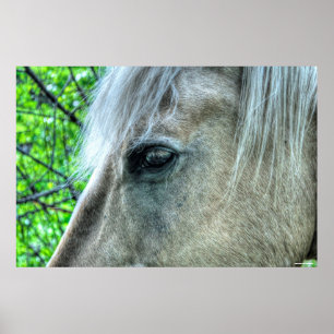 Oogfoto's van paardenpest White Ranch Mare 2 Poster