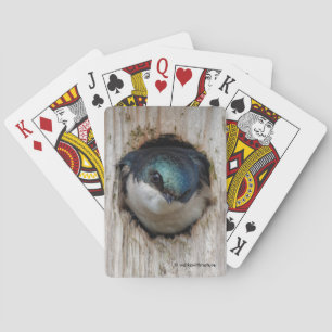 Oogoog aan oog met een boom Slik in een Nestbox Pokerkaarten