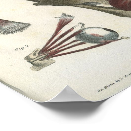 Oogspieren en schedel Anatomie Afdrukken Poster (Hoek)