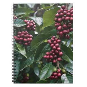 *Oogst in bloei: koffiebonen aan de boom Notitieboek