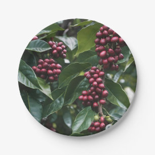 *Oogst in bloei: koffiebonen aan de boom Papieren Bordje