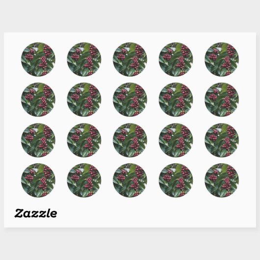 *Oogst in bloei: koffiebonen aan de boom Ronde Sticker (Vel)