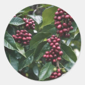 *Oogst in bloei: koffiebonen aan de boom Ronde Sticker (Voorkant)