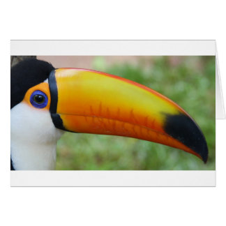 Oogst van de Toucan