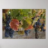 Oogsttijd Poster (Voorkant)