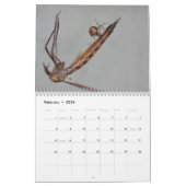 Ooh, Un Araignée ! Calendrier (Feb 2026)
