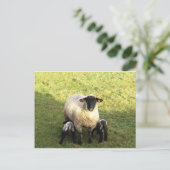 Ooien en lammeren briefkaart (Staand voorkant)