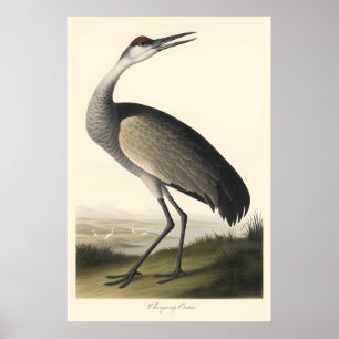 Ooievaar Print Vintage Audubon Stijl Vogel