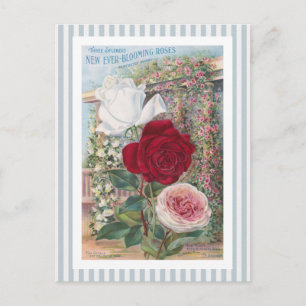 Ooit-bloeit het Vintage Art. van Rozen Briefkaart