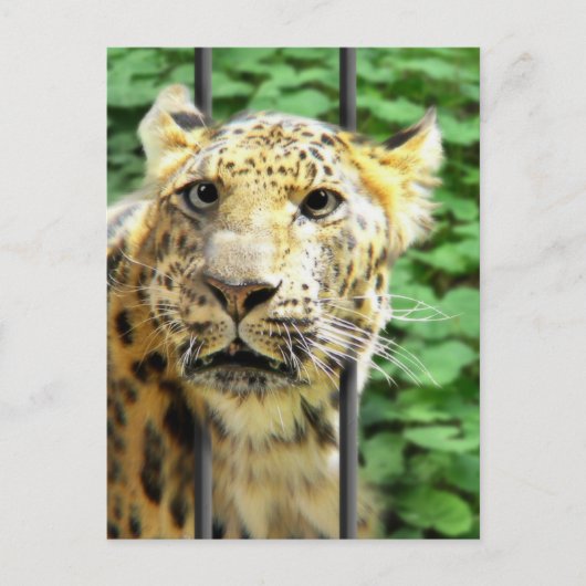 Ooit zo'n dag gehad? briefkaart (Voorkant)