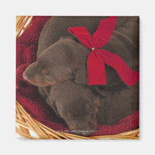 Ook Doberman Pincher. Middelgrote als huishond Magneet