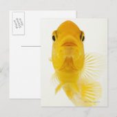 Ook gekend als komeet-staartgoudvis. Hardy Briefkaart (Voorkant / Achterkant)